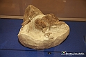 VBS_9168 - Museo Paleontologico - Asti